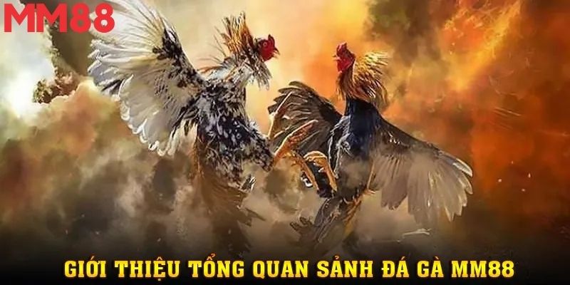 Đá Gà MM88 - Chốn Cá Cược Kịch Tính Cho Người Đam Mê Thật Sự 1 Người chơi hồi hộp theo dõi từng đòn đá của gà chiến